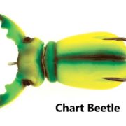 Supernato-Beetle_191-Chart-Beetle-Top